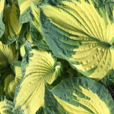 Hosta 'Golden Meadows'